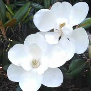 Meet your Posher, Lynn